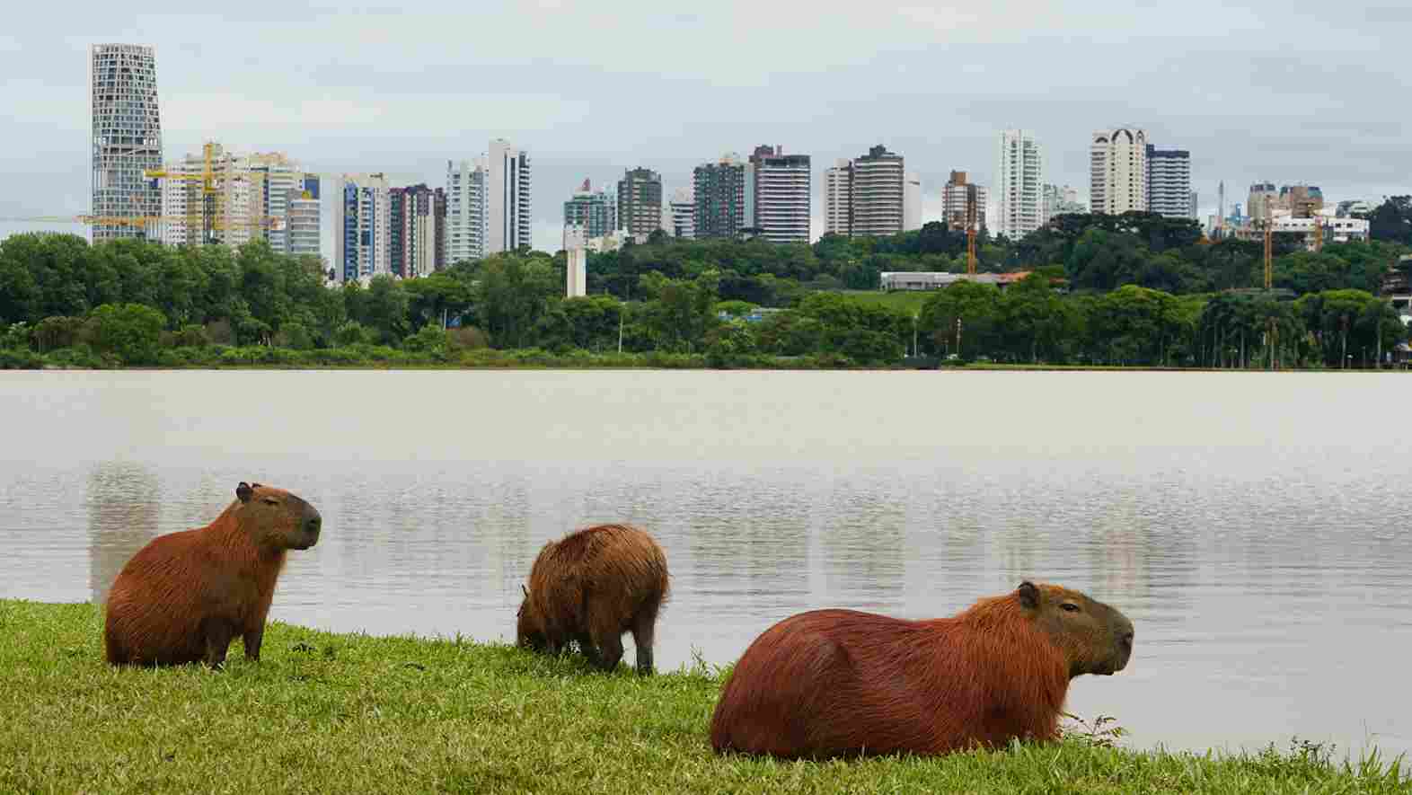 capivaras em Curitiba